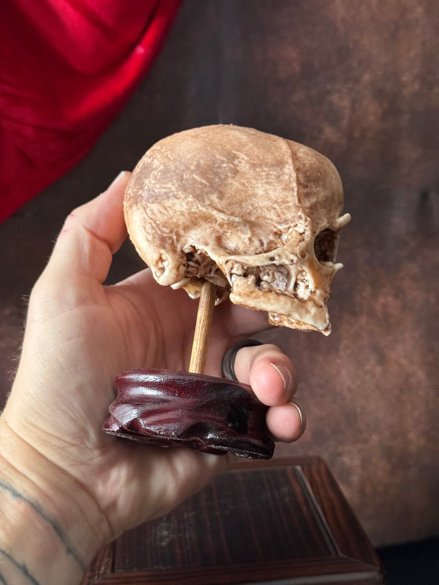 Cyclops Fetal Skull Specimen – Handmade Replica