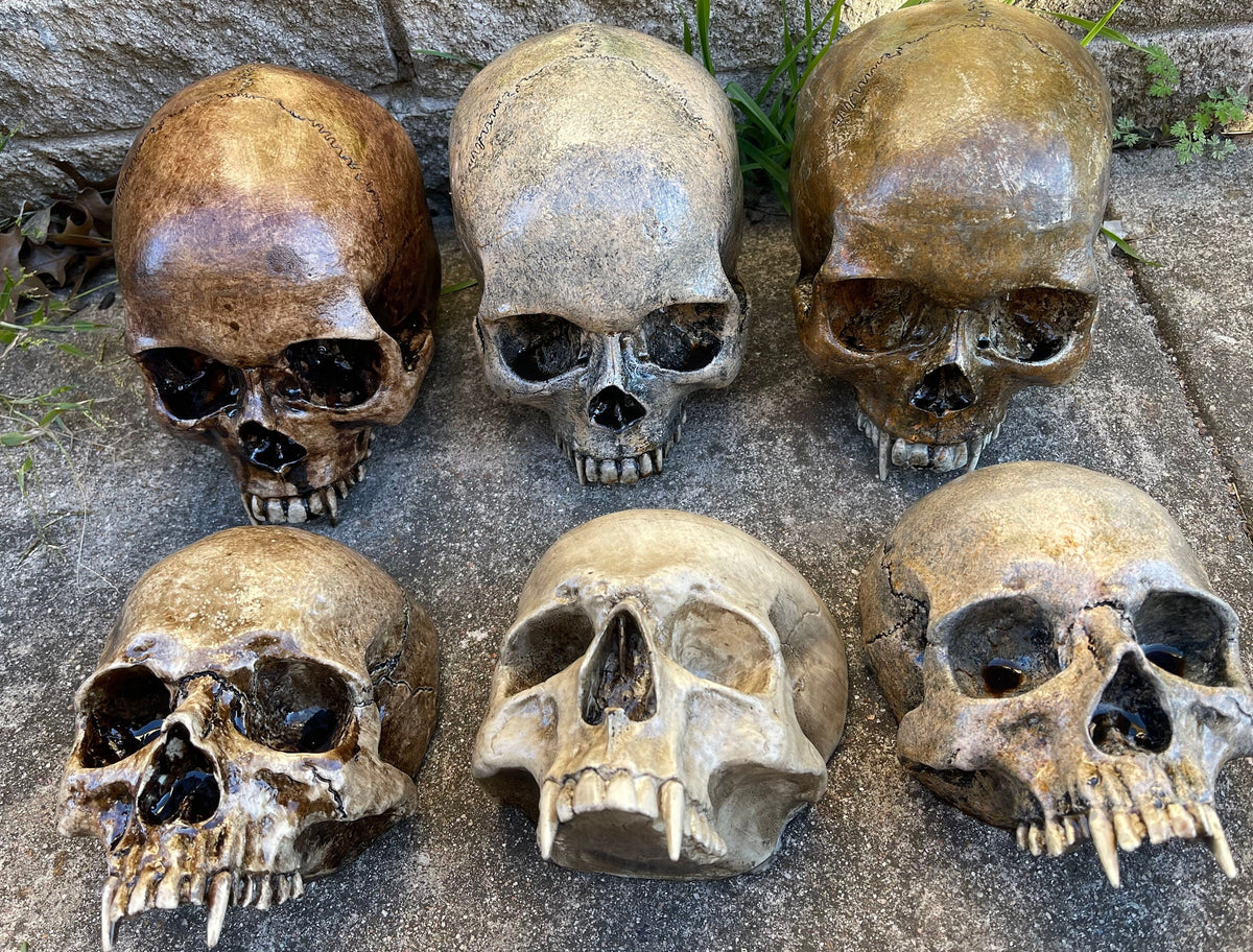 Vampire Skull on Stand, Gothic Oddities Display, Fanged Human Skull Replica, Macabre Halloween Decor