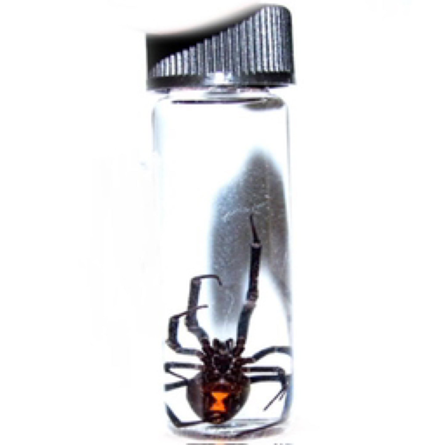 Arizona Black Widow Wet Specimen