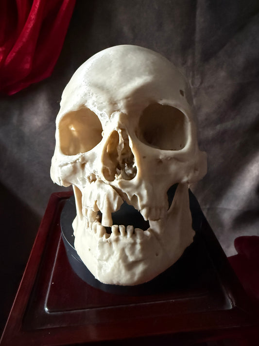 Battle-Damaged Human Skull Replica – Full Scale Bone Aged
