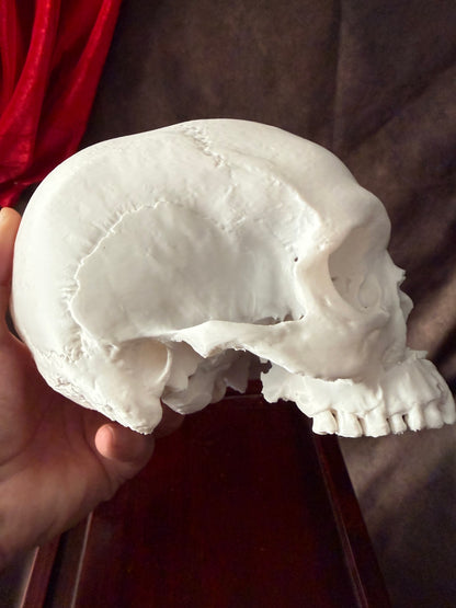 Battle-Damaged Human Skull Replica – Full Scale