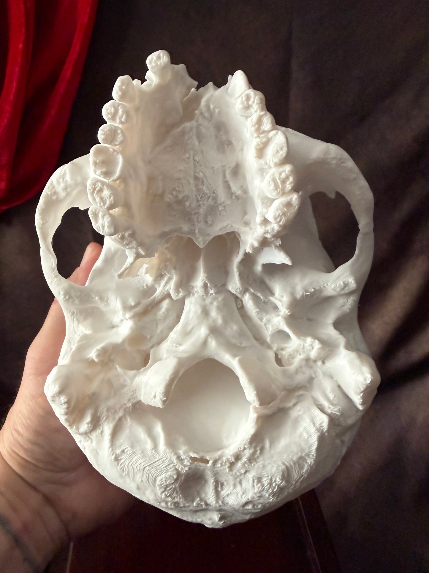 Battle-Damaged Human Skull Replica – Full Scale
