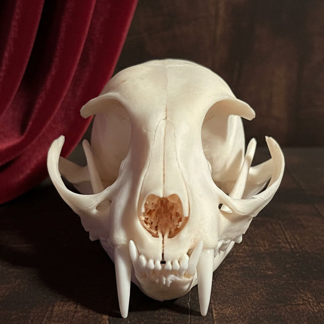 Real Cat Skull – Natural Bone Specimen