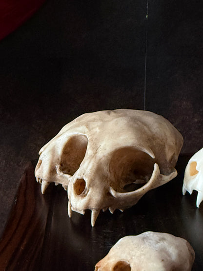 Conjoined Cat Skull Replica – Two-Headed Oddity Regular Aged