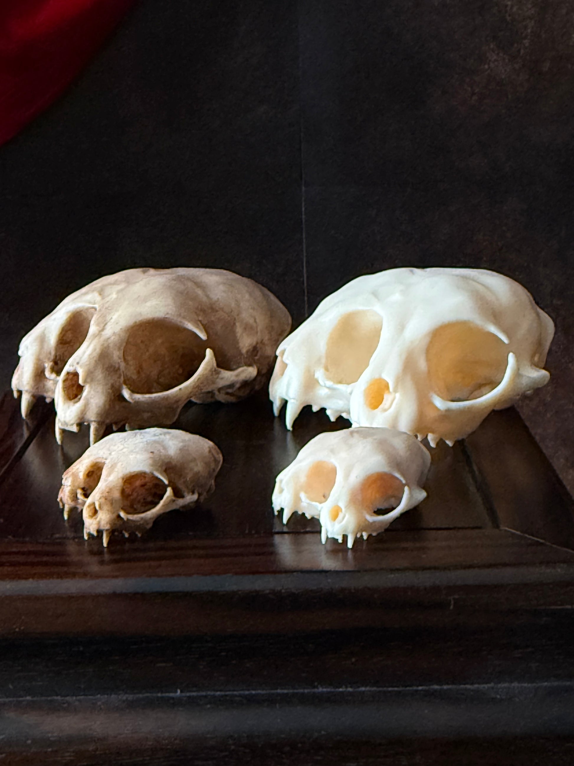 Conjoined Cat Skull Replica – Two-Headed Oddity