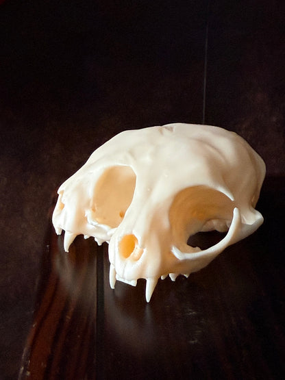 Conjoined Cat Skull Replica – Two-Headed Oddity Regular