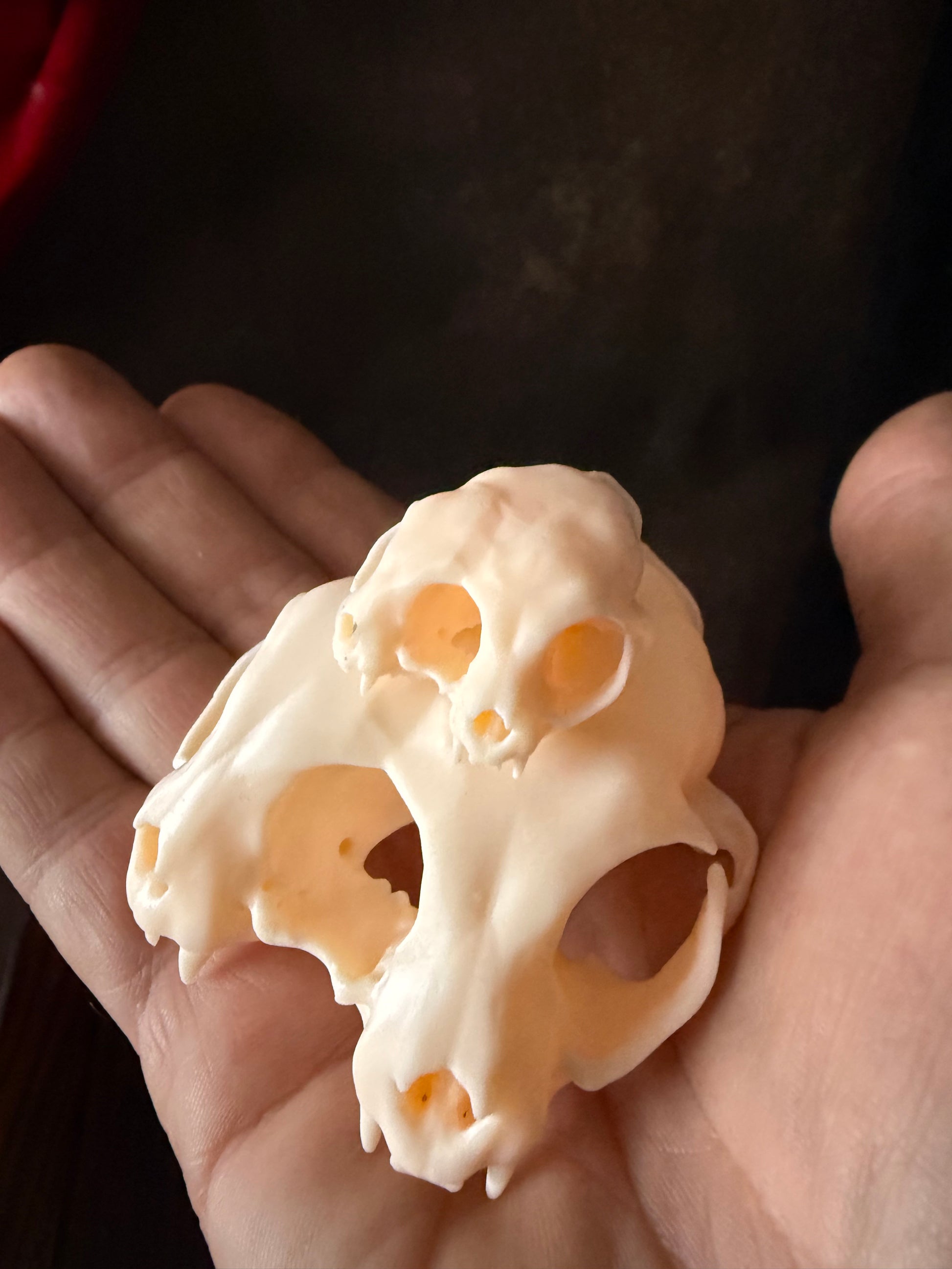 Conjoined Cat Skull Replica – Two-Headed Oddity