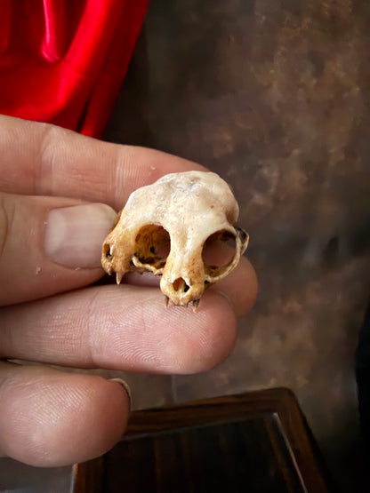 Conjoined Cat Skull Replica – Two-Headed Oddity Mini Aged