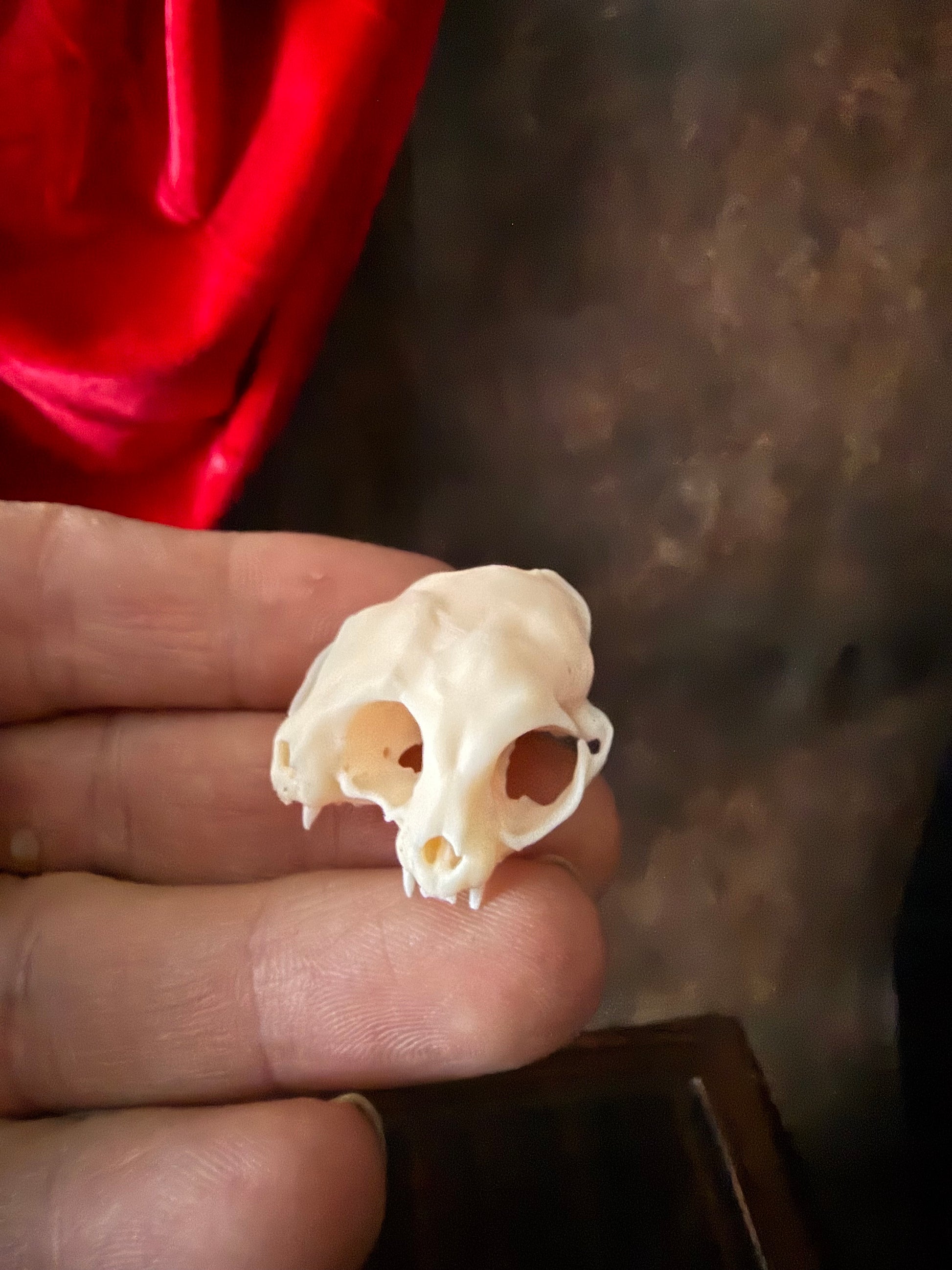 Conjoined Cat Skull Replica – Two-Headed Oddity Mini