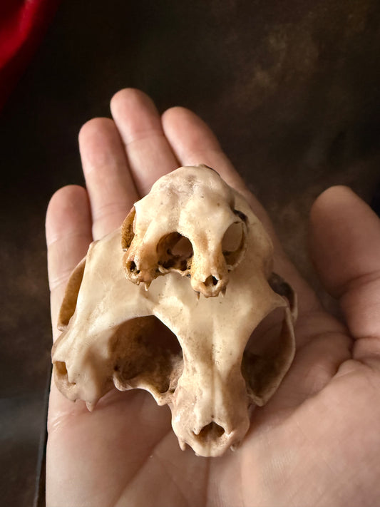 Conjoined Cat Skull Replica – Two-Headed Oddity