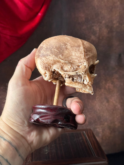 Cyclops Fetal Skull Specimen – Handmade Replica