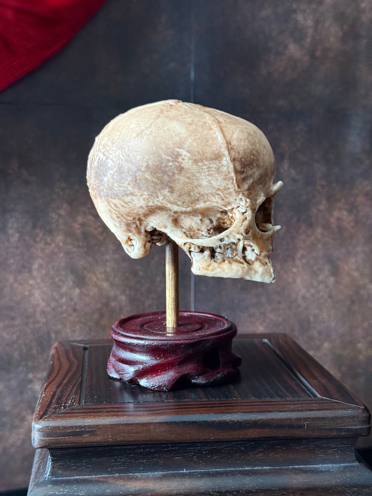 Cyclops Fetal Skull Specimen – Handmade Replica