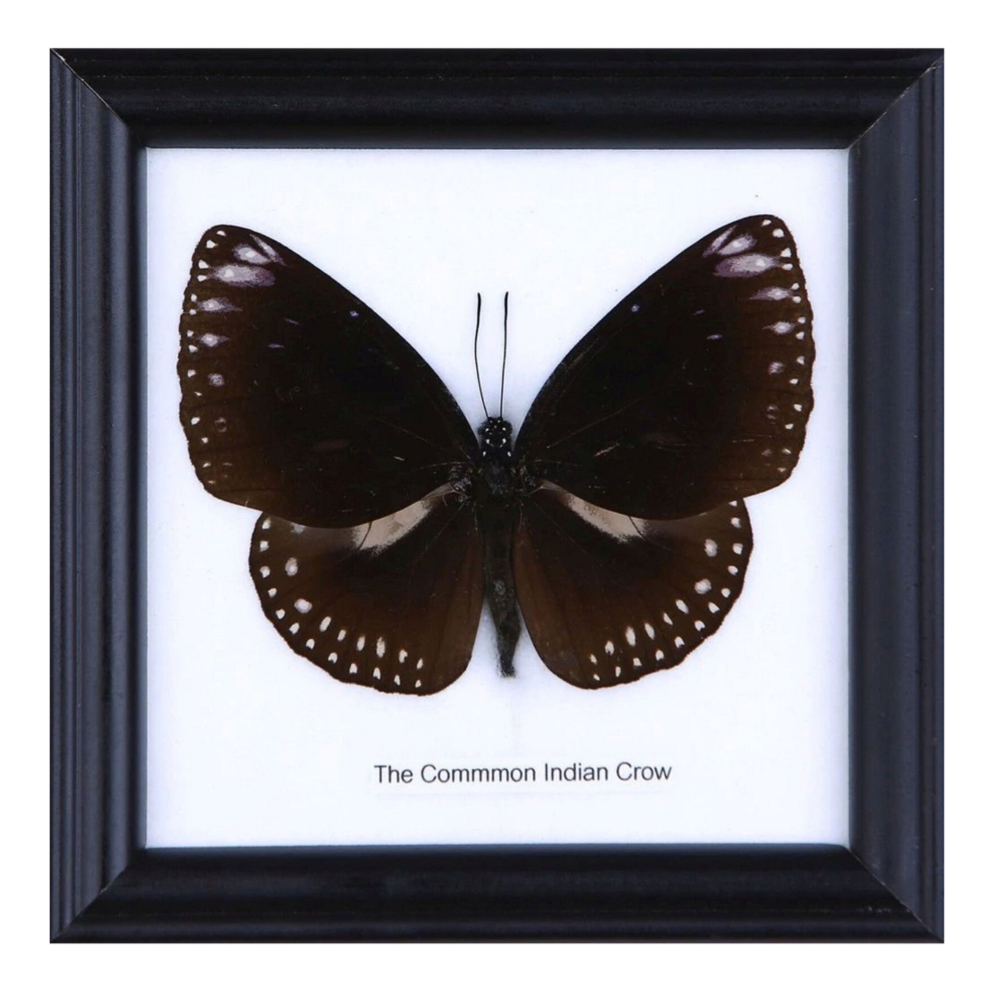 Framed Common Indian Crow Butterfly Specimen