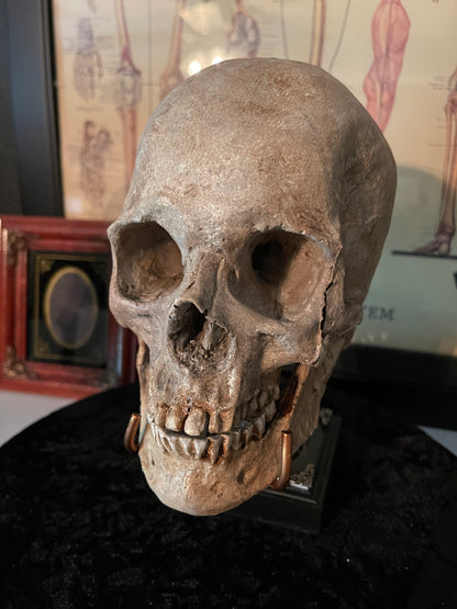 Realistic Human Skull Replica – Cranium Only