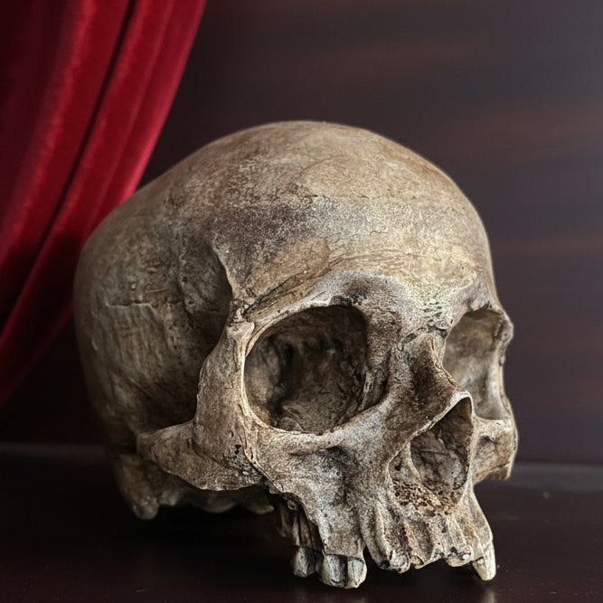 Realistic Human Skull Replica – Cranium Only