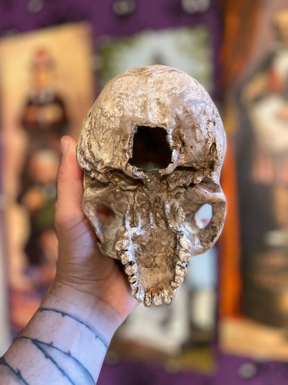 Realistic Human Skull Replica – Cranium Only