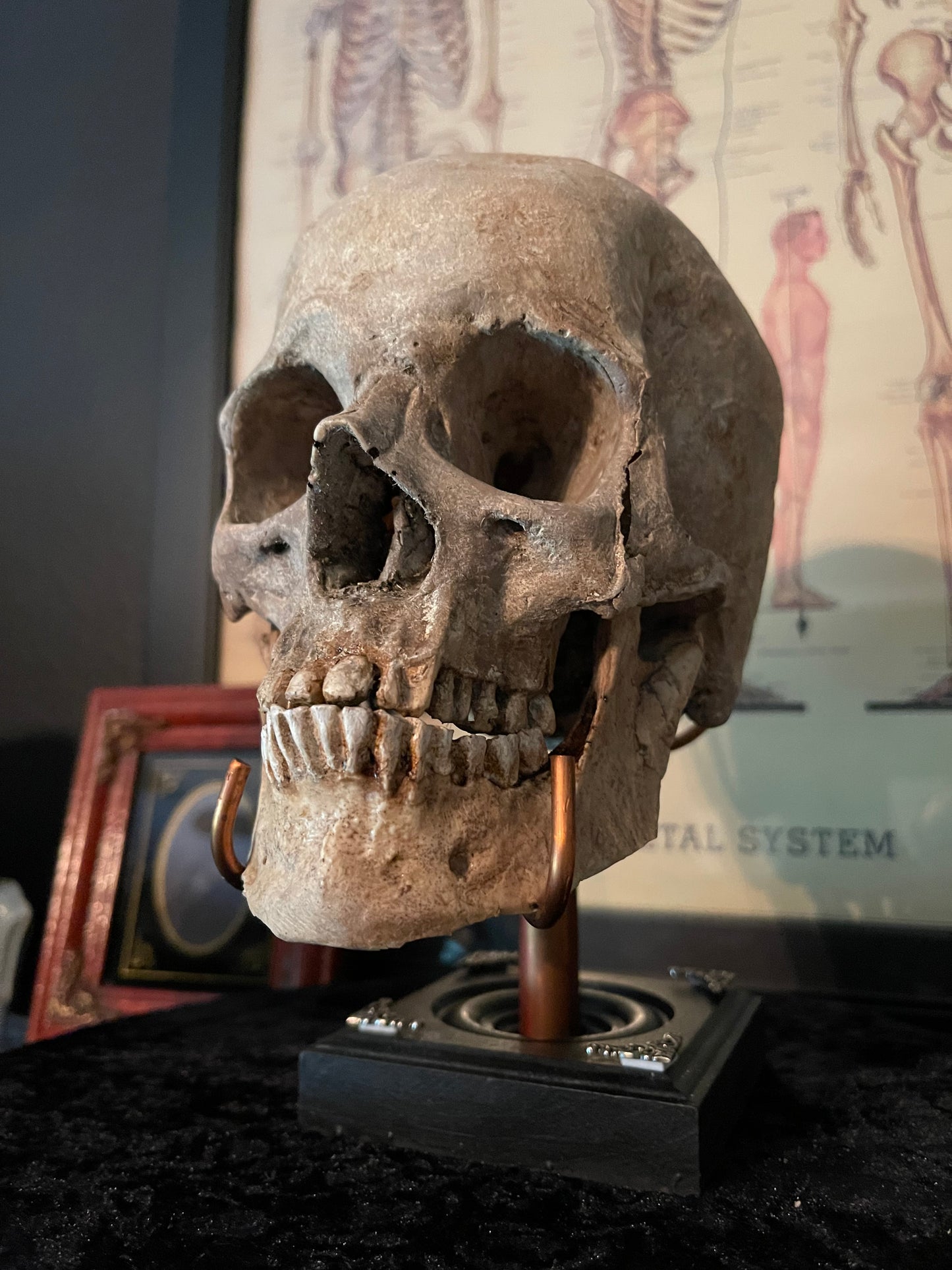 Realistic Human Skull Replica – Cranium Only