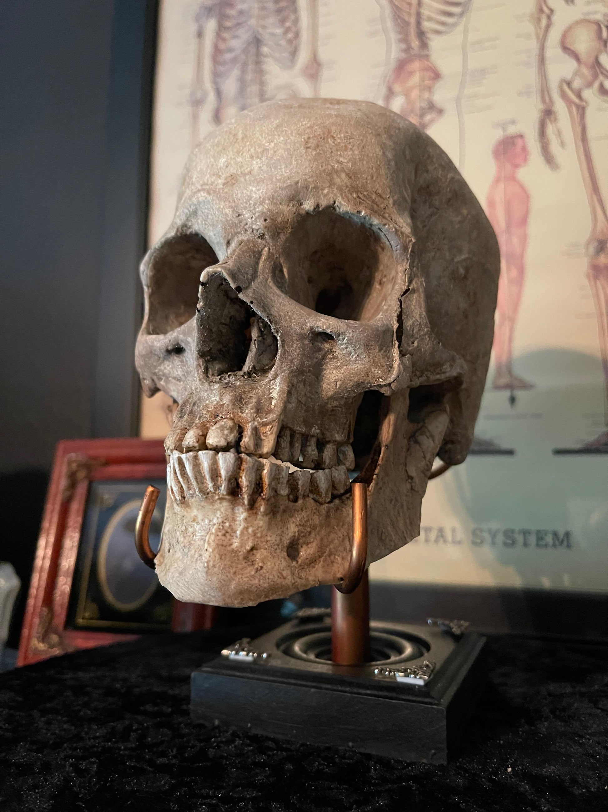 Realistic Human Skull Replica – Cranium Only