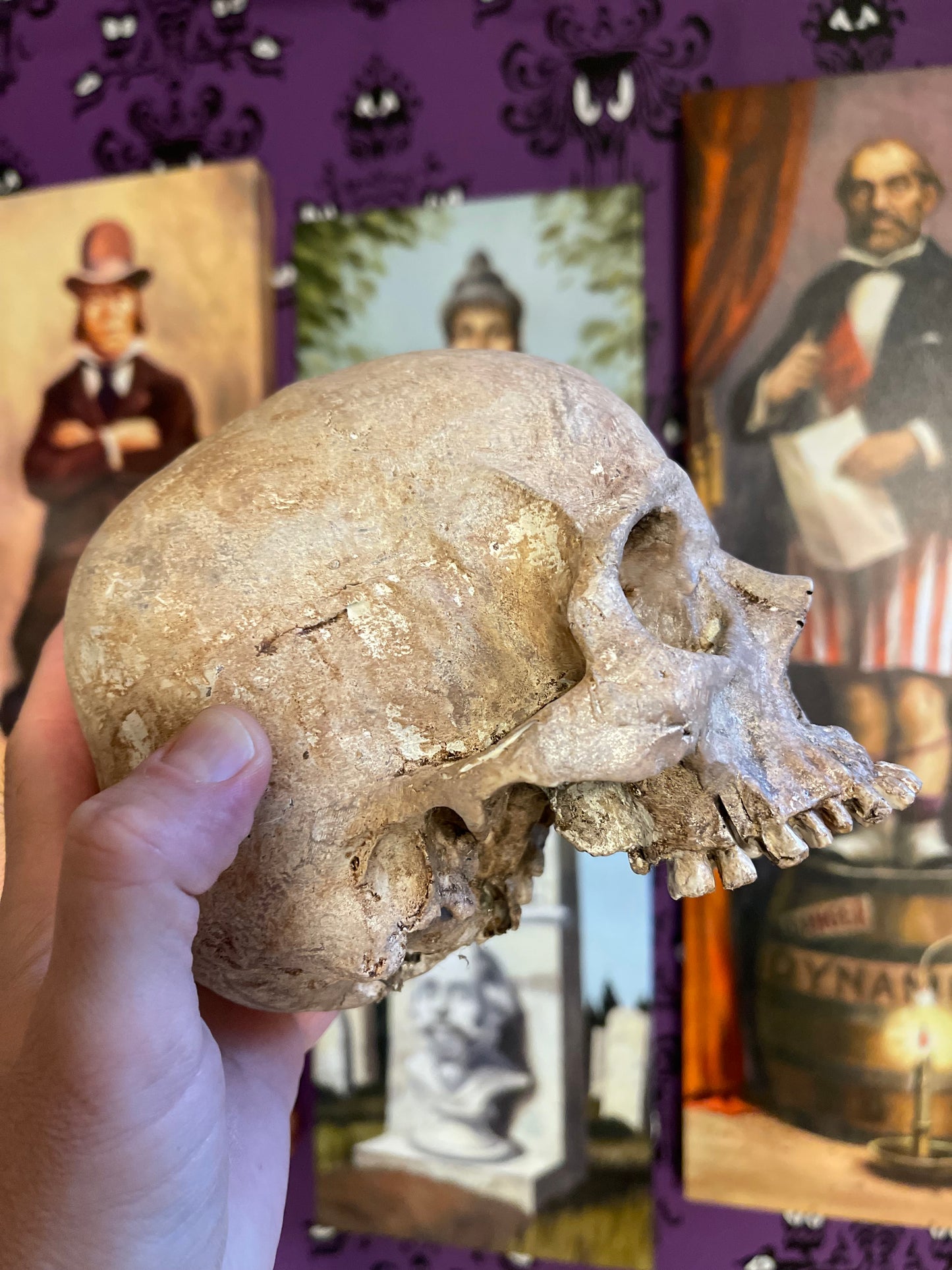 Realistic Human Skull Replica – Cranium Only