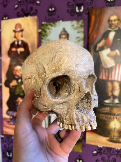 Realistic Human Skull Replica – Cranium Only