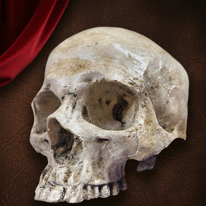 Realistic Human Skull Replica – Cranium Only
