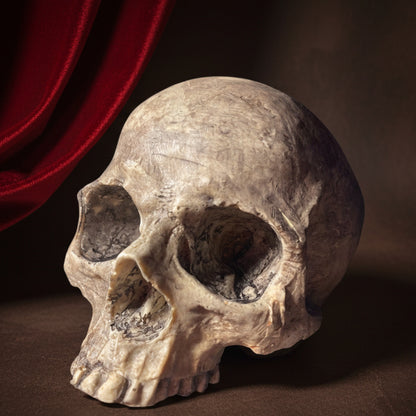 Realistic Human Skull Replica – Cranium Only