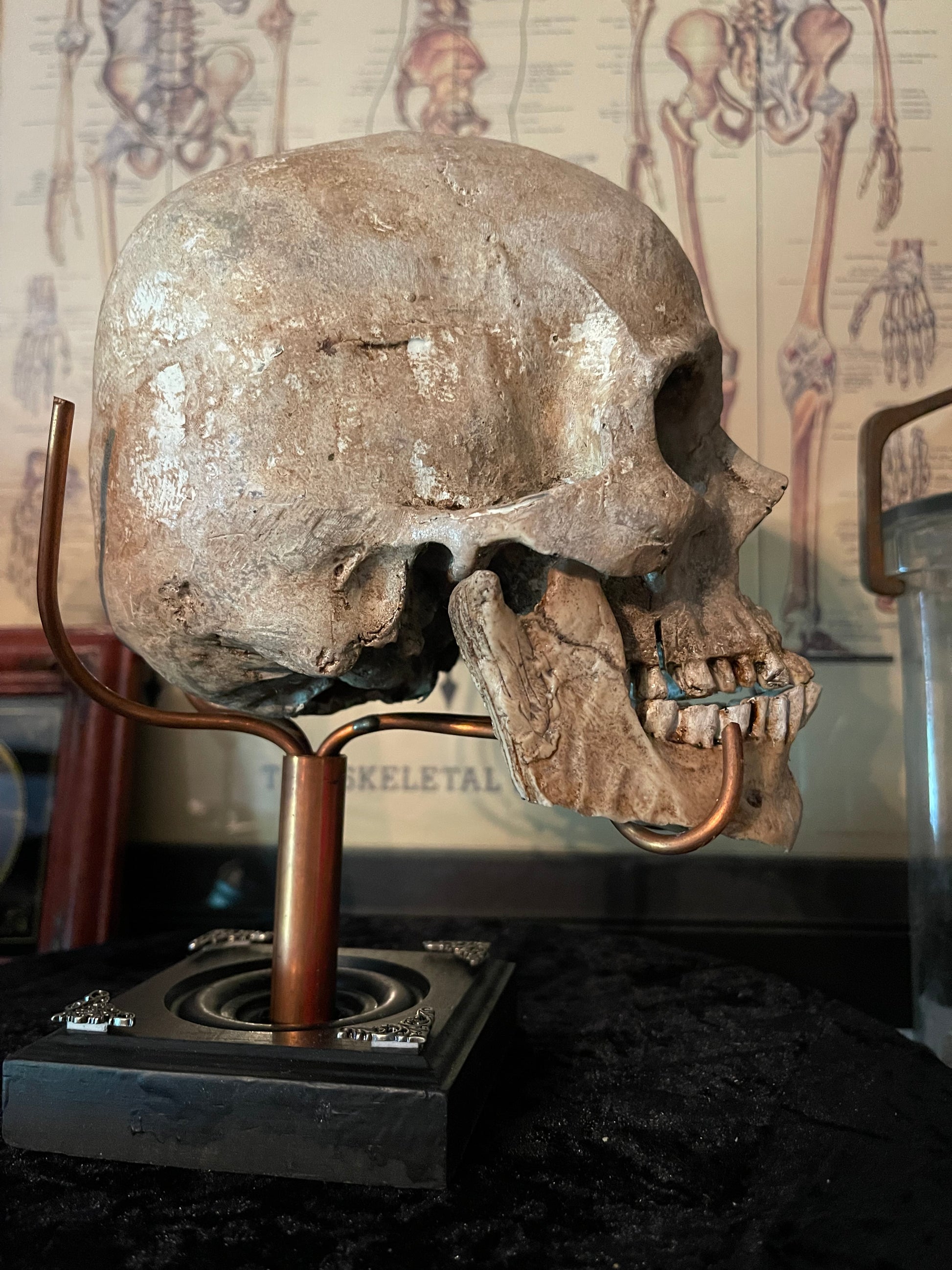 Realistic Human Skull Replica – Cranium Only