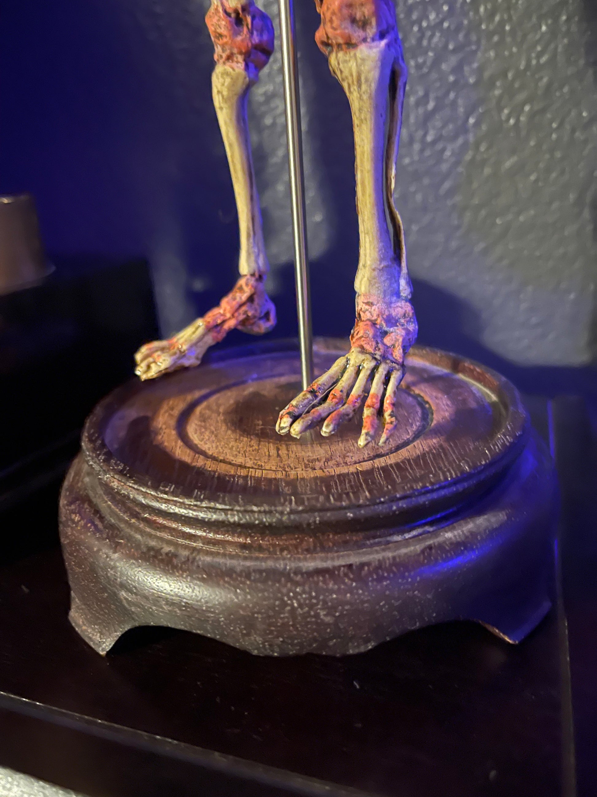 Screech & Silence – Two-Headed Fetal Skeleton Replica
