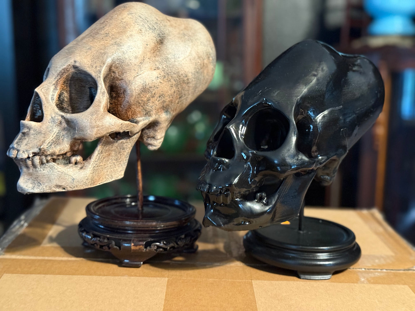 Peruvian-Inspired Elongated Skull Replica – Full Scale (Black)