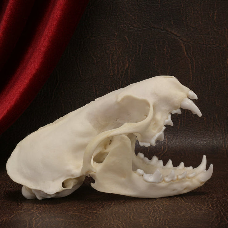 Real Mink Skull – Natural Bone Specimen