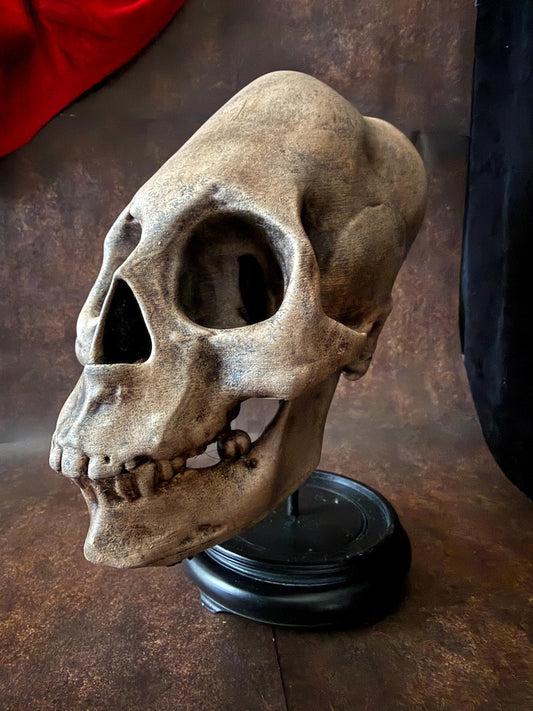 Haunted Peruvian Elongated Skull Replica