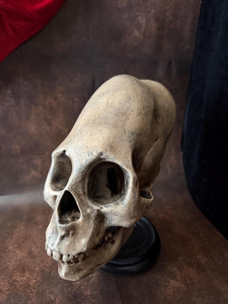 Haunted Peruvian Elongated Skull Replica
