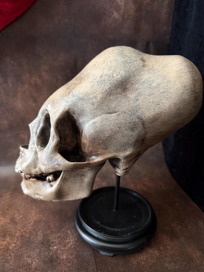Haunted Peruvian Elongated Skull Replica