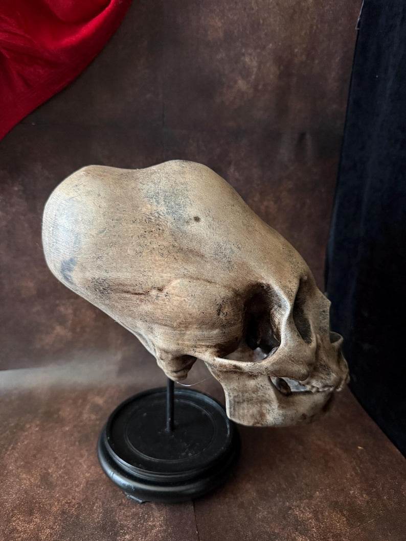 Haunted Peruvian Elongated Skull Replica