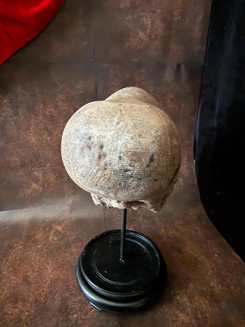 Haunted Peruvian Elongated Skull Replica