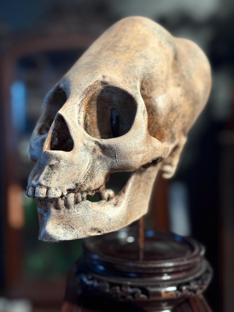 Haunted Peruvian Elongated Skull Replica