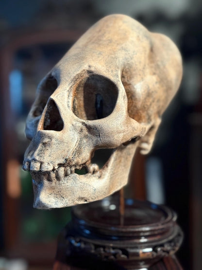 Haunted Peruvian Elongated Skull Replica