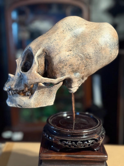 Haunted Peruvian Elongated Skull Replica