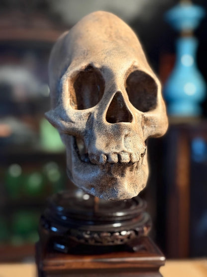 Haunted Peruvian Elongated Skull Replica