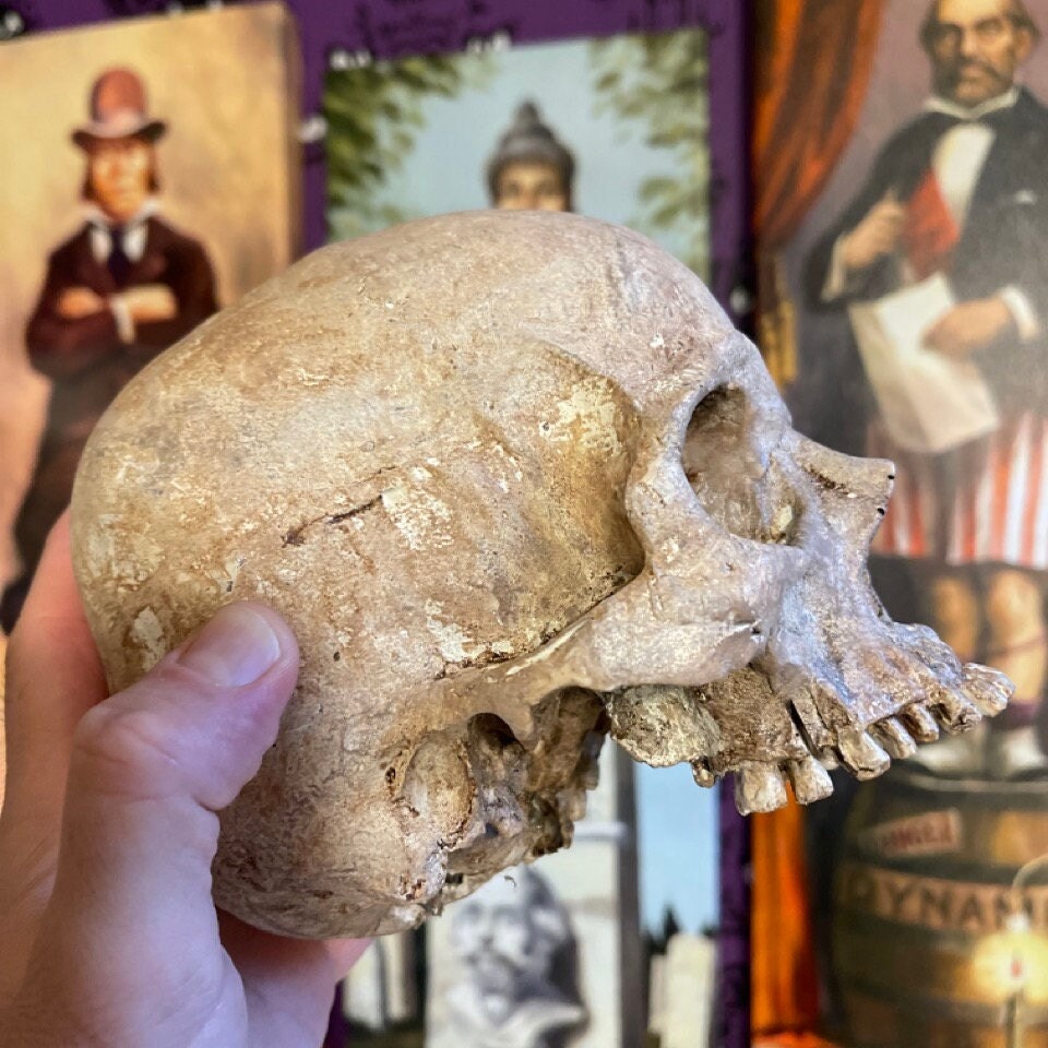 Human Skull Replica
