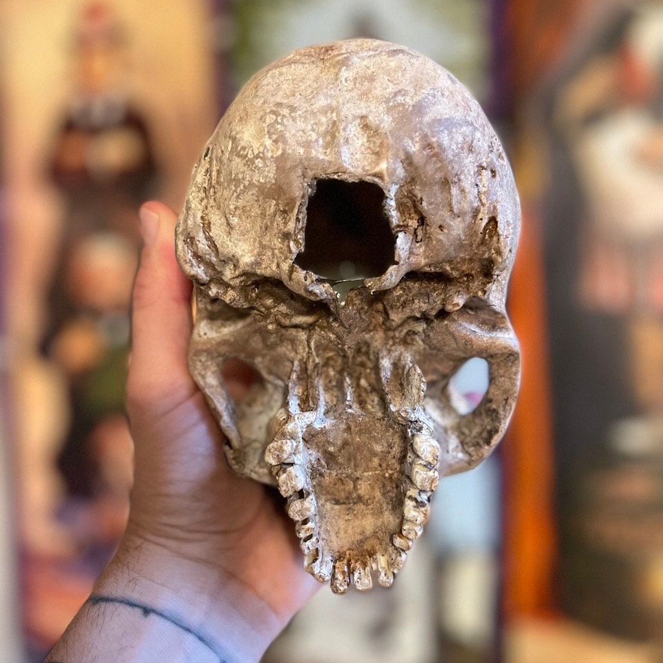 Human Skull Replica