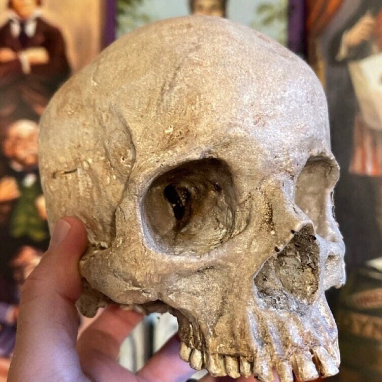 Human Skull Replica Painted top