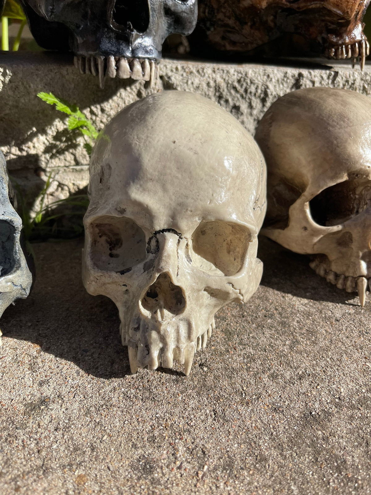 Vampire Skull on Stand, Gothic Oddities Display, Fanged Human Skull Replica, Macabre Halloween Decor