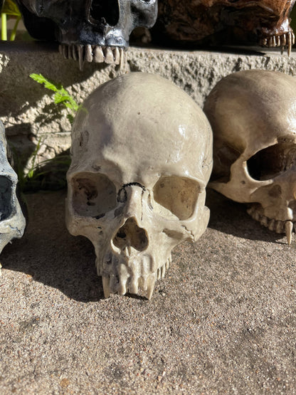 Vampire Skull on Stand, Gothic Oddities Display, Fanged Human Skull Replica, Macabre Halloween Decor