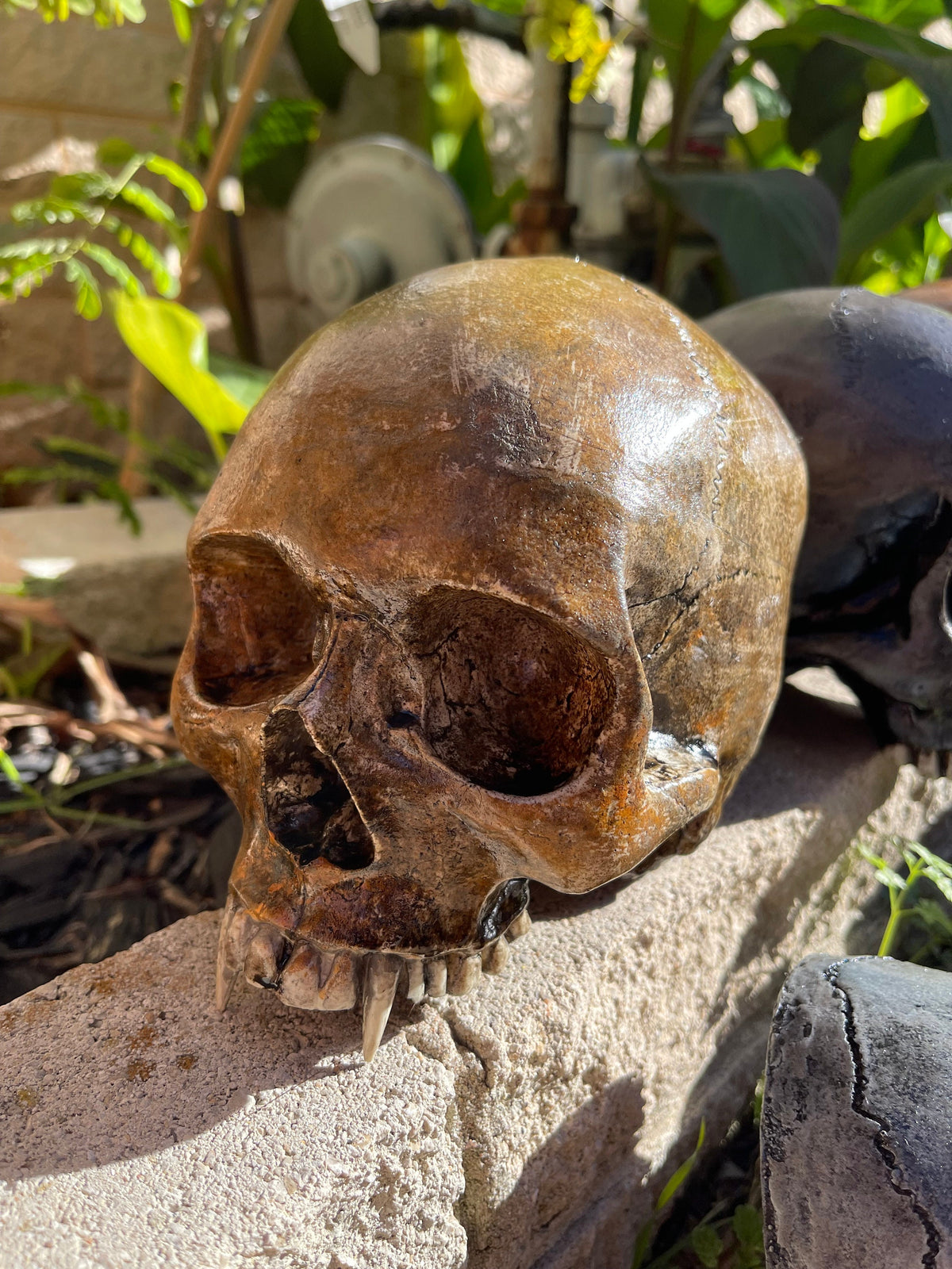 Vampire Skull on Stand, Gothic Oddities Display, Fanged Human Skull Replica, Macabre Halloween Decor Full skull top Resin