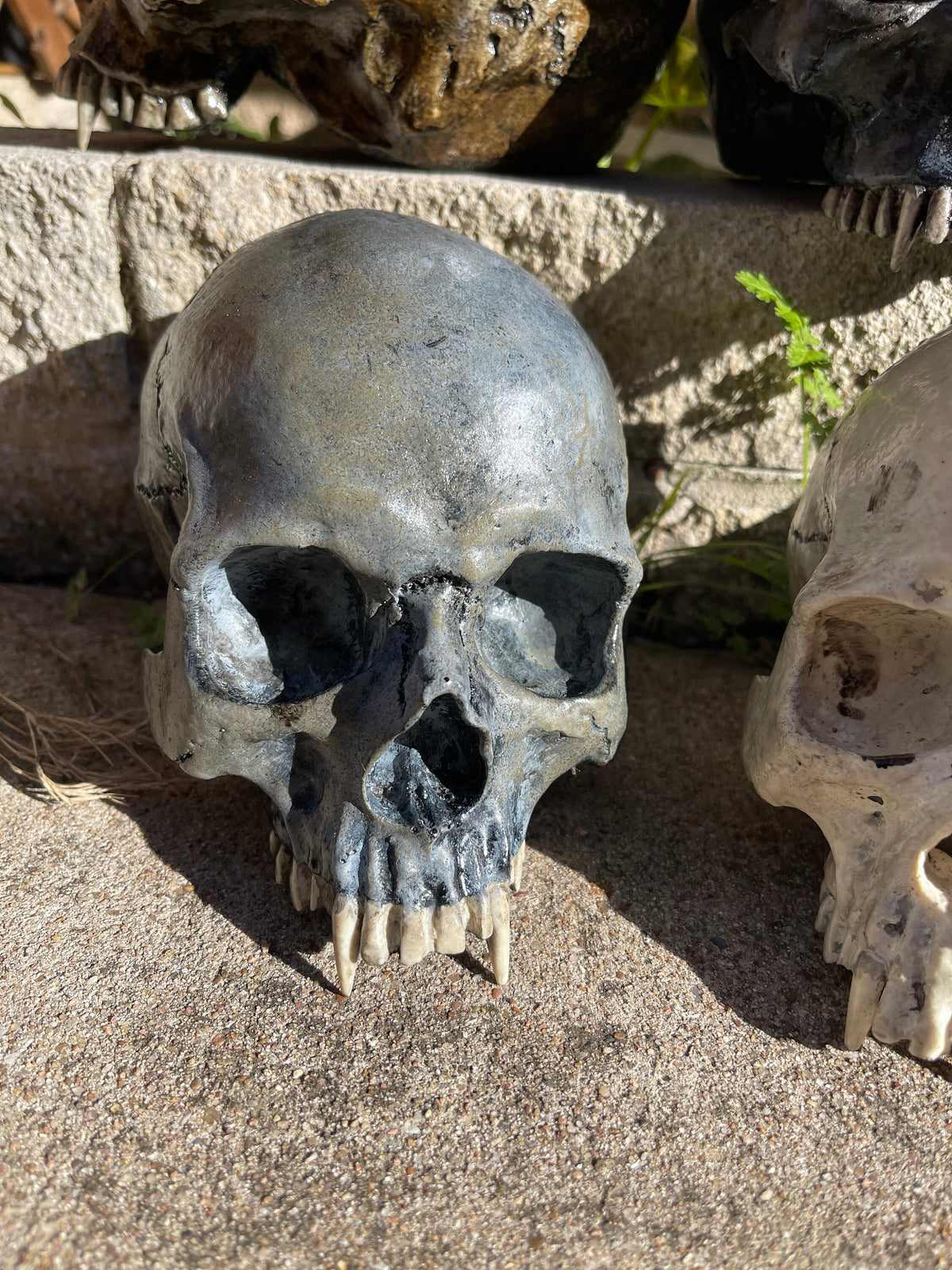 Vampire Skull on Stand, Gothic Oddities Display, Fanged Human Skull Replica, Macabre Halloween Decor