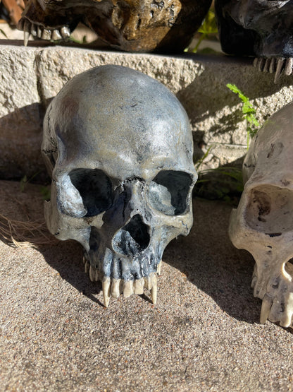 Vampire Skull on Stand, Gothic Oddities Display, Fanged Human Skull Replica, Macabre Halloween Decor