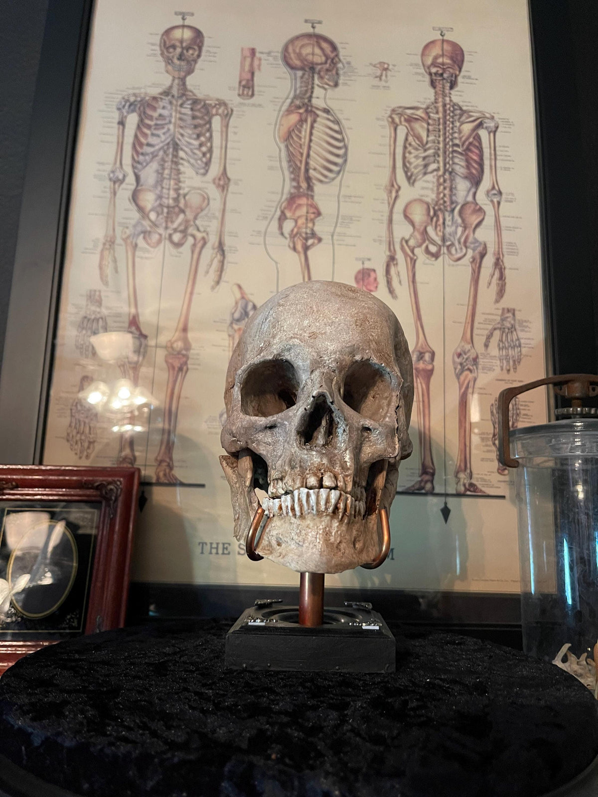 Human Skull Replica