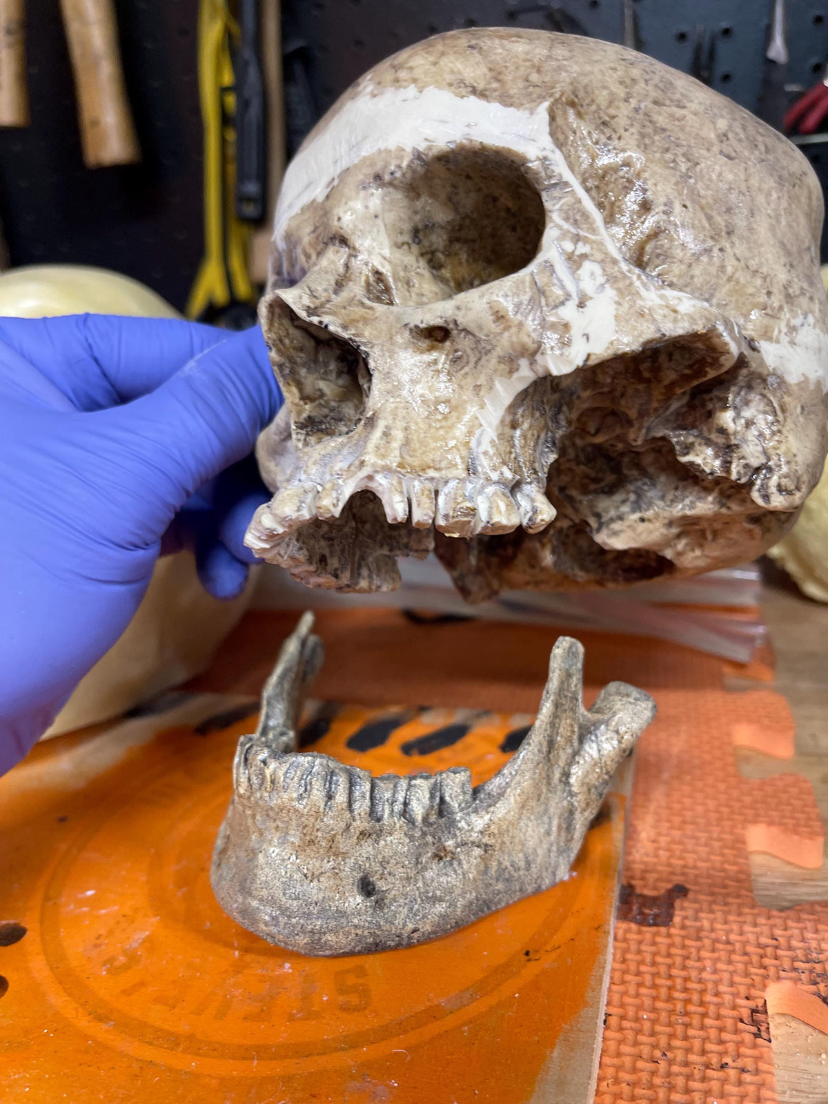 Human Skull Replica
