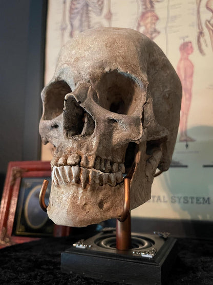 Human Skull Replica Painted full